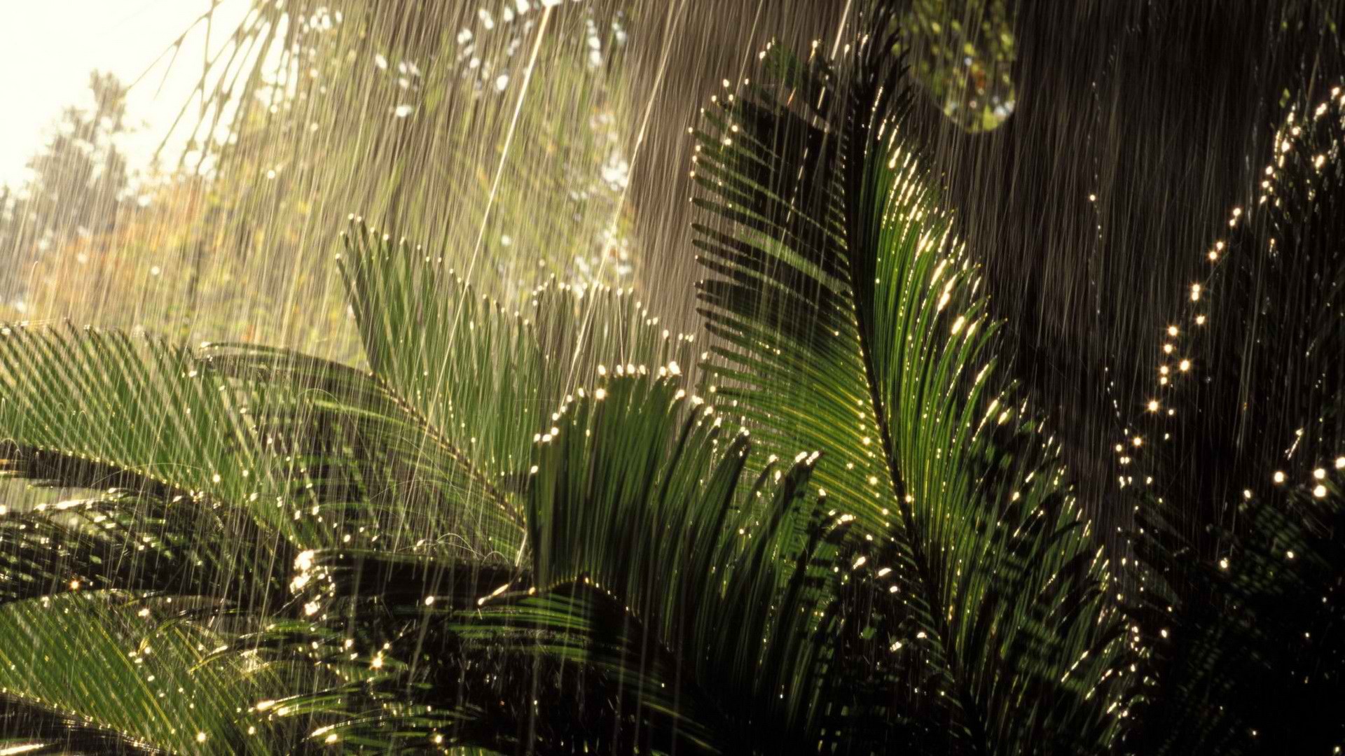 Nature Jungle HD Wallpaper | Background Image