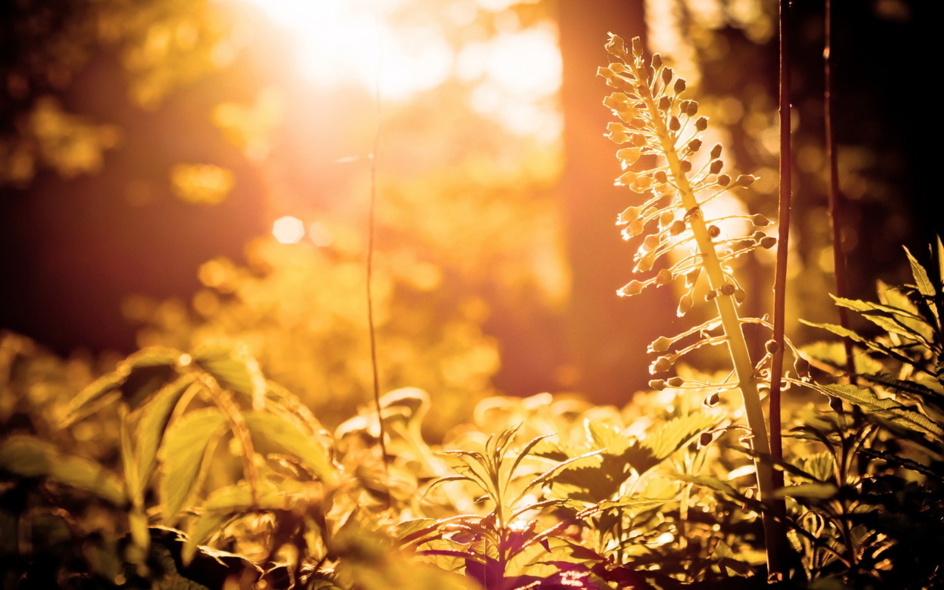 HD PC desktop wallpaper featuring a close-up view of sunlit plants bathed in warm, golden natural light.