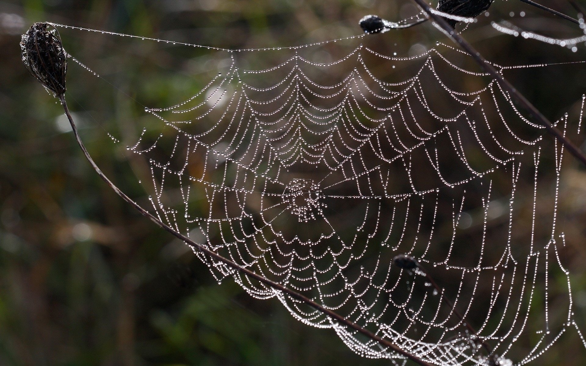 Photographie Toile  D araign e  Fond d cran HD Arri re 