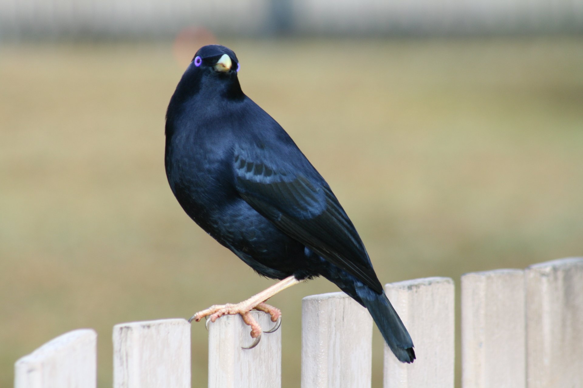 Download Bird Animal Bowerbird 4k Ultra HD Wallpaper