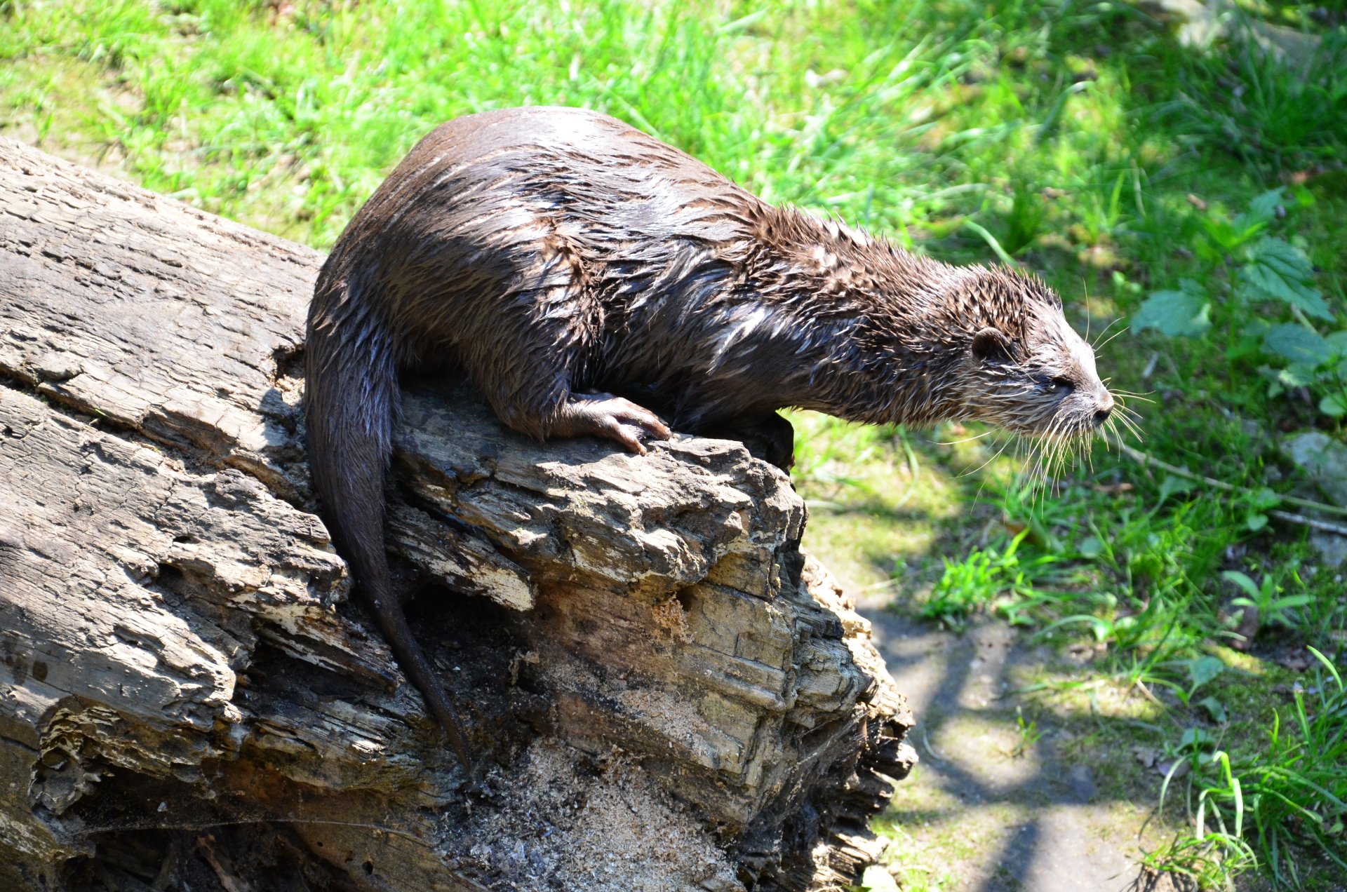 Herman Van Eyck by HfromMol