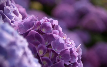 A close-up of vibrant purple hydrangea flowers, showcasing their delicate petals and lush texture, creating a serene nature-inspired HD desktop wallpaper and background.