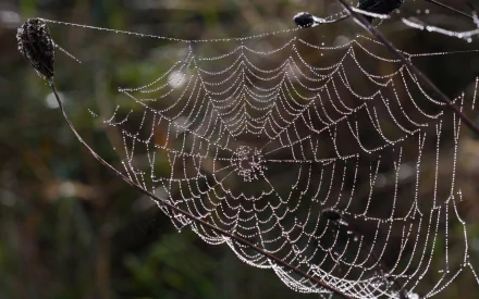 photography spider web HD Desktop Wallpaper | Background Image
