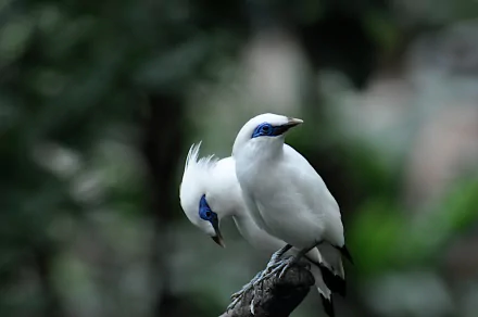 HD PC desktop wallpaper of two white Bali myna birds, an Animal species, perched on a branch with vivid blue facial markings and crests against a soft, green blurred background.