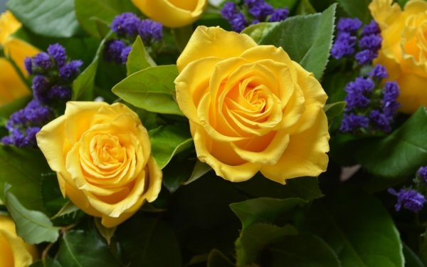 Earth Rose Flowers Nature Flower Yellow Flower Yellow Rose HD Wallpaper | Background Image