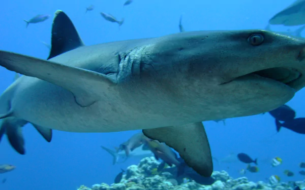 shark Animal White Tipped Reef Shark HD Desktop Wallpaper | Background Image