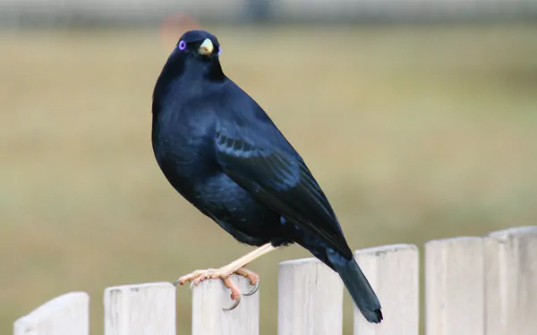 bird Animal bowerbird HD Desktop Wallpaper | Background Image
