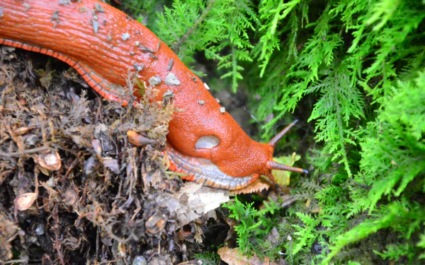Close-up of a vibrant orange snail on forest floor moss, captured in stunning detail as a 4K Ultra HD PC desktop wallpaper and background.