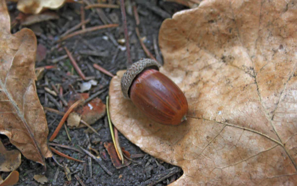 food acorn HD Desktop Wallpaper | Background Image