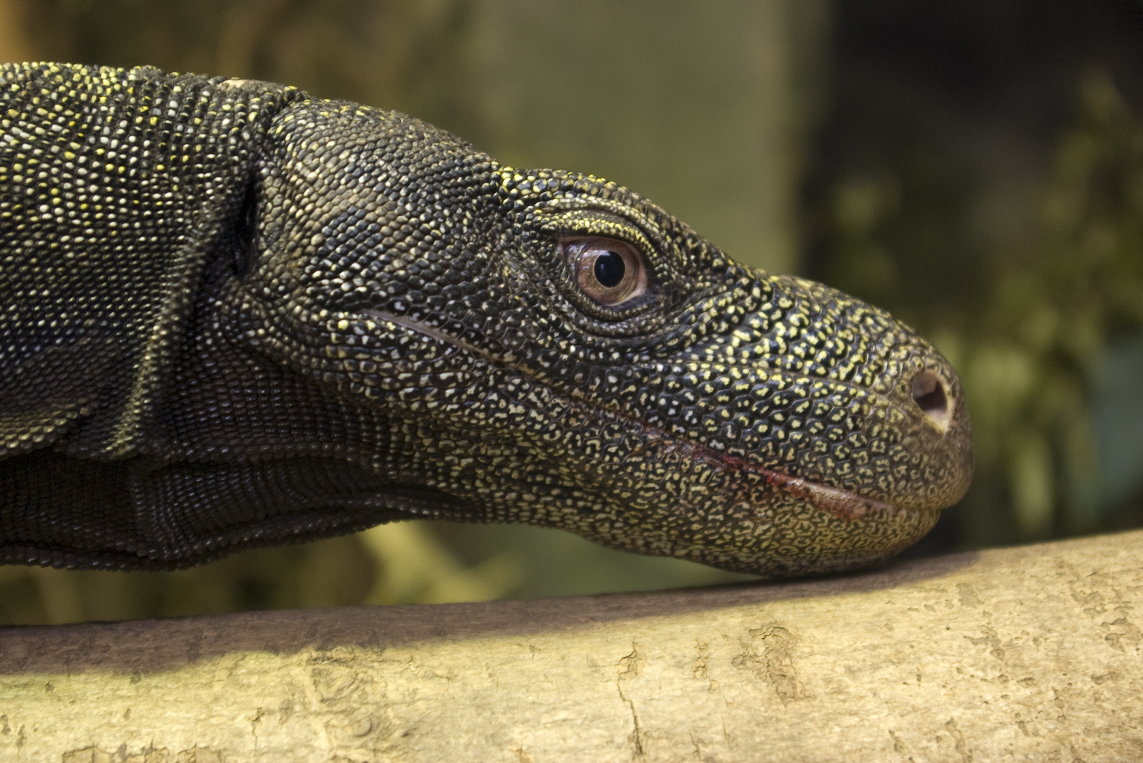 Crocodile Monitor Full HD Wallpaper and Background Image ...