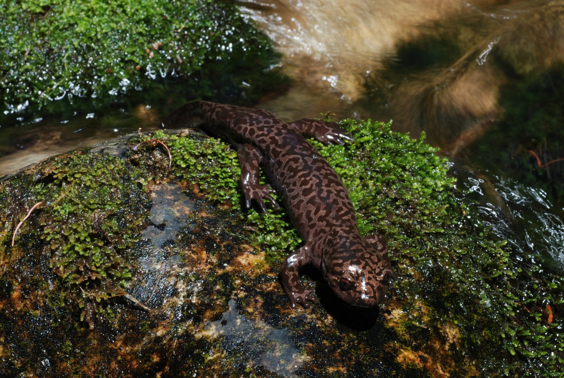Download Animal Salamander 4k Ultra HD Wallpaper