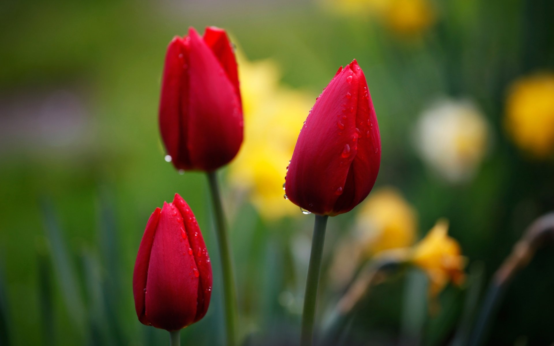 Download Nature Tulip HD Wallpaper