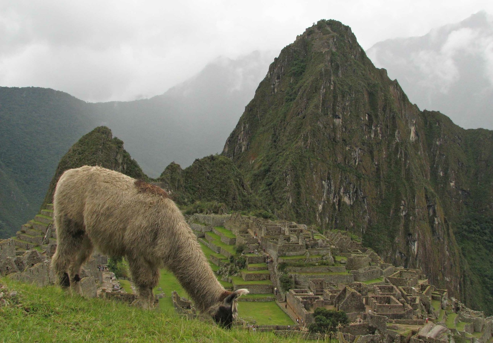 HD PC desktop wallpaper featuring a llama grazing with the ancient Machu Picchu mountains in the misty background.
