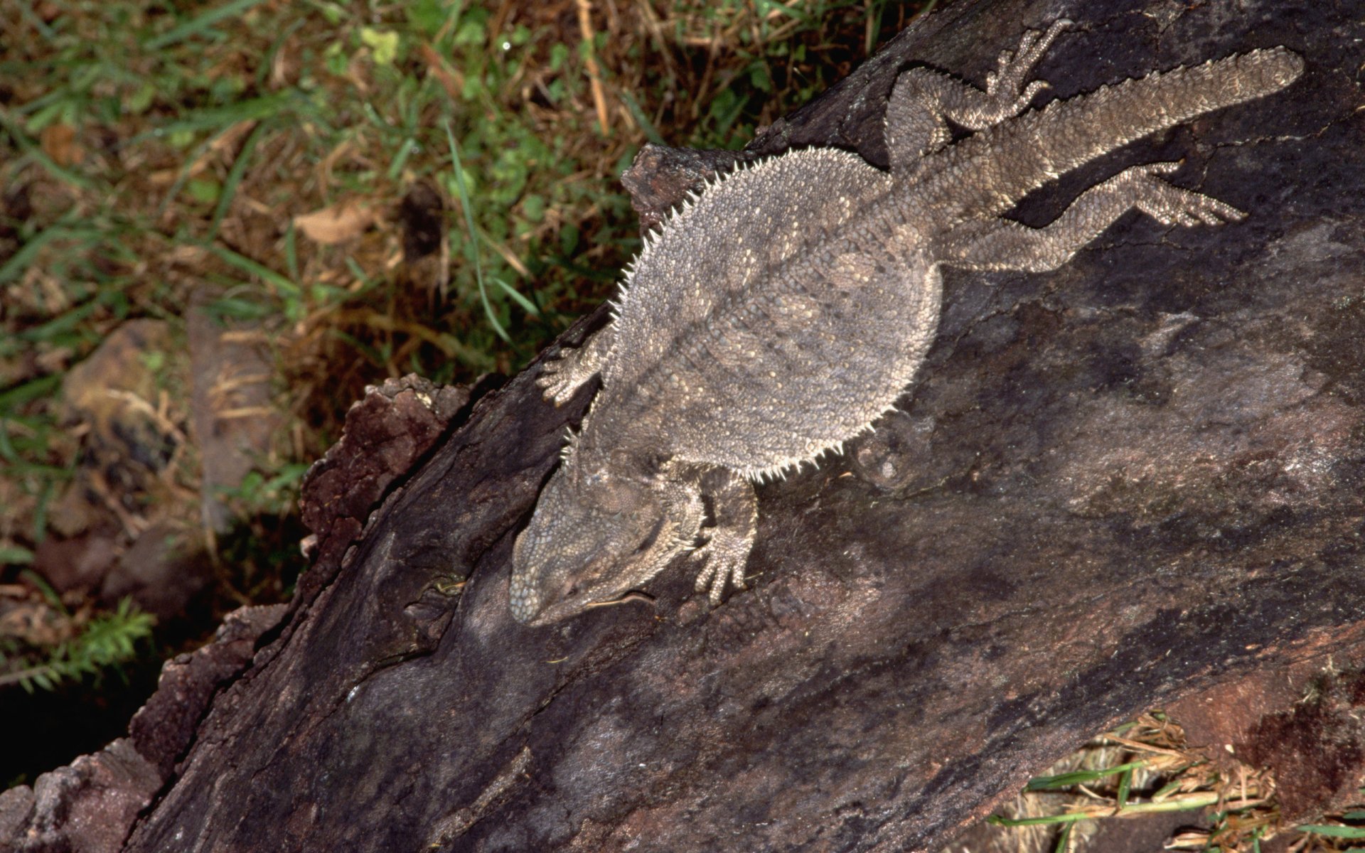 Bearded Dragon Full HD Wallpaper and Background Image | 2560x1600 | ID