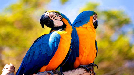 Two vibrant blue-and-yellow macaws perched closely together, captured in sharp detail against a softly blurred natural background, featured as an HD PC desktop wallpaper.