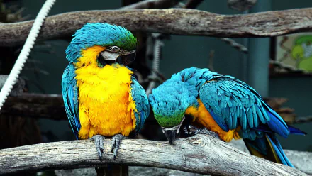 HD desktop wallpaper featuring two vibrant blue-and-yellow macaws perched on branches against a natural background.