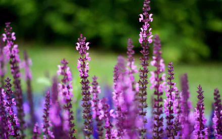 nature lavender HD Desktop Wallpaper | Background Image