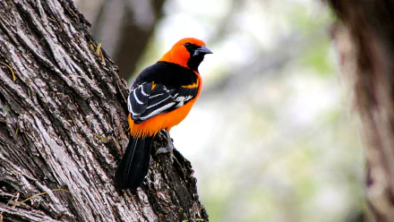 HD desktop wallpaper featuring a vibrant Altamira oriole perched on tree bark, showcasing the striking orange and black plumage of this animal oriole species.
