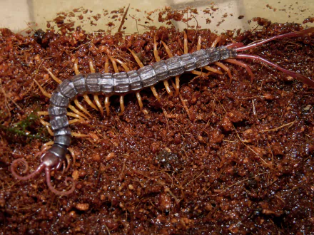 Animal centipede HD Desktop Wallpaper | Background Image
