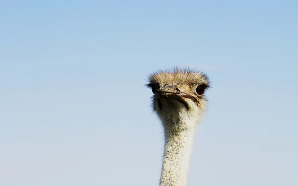 A close-up of an ostrich against a clear blue sky, showcasing its distinctive features, making for an engaging HD desktop wallpaper and background.