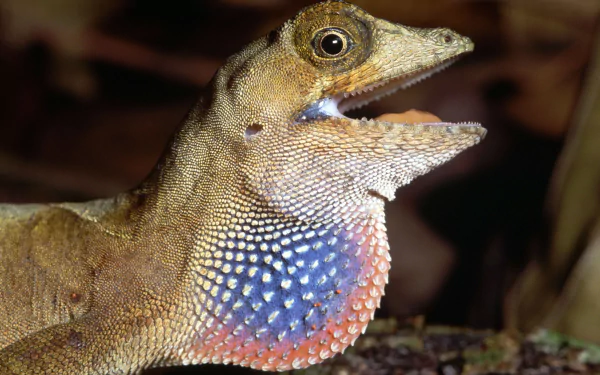Close-up HD desktop wallpaper of an anole lizard with its colorful throat fan extended against a blurred natural background.