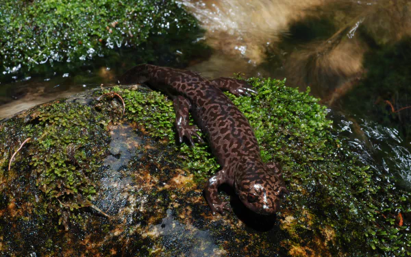  Idaho Giant Salamander