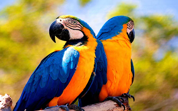 Animal Blue-and-yellow Macaw HD Desktop Wallpaper | Background Image