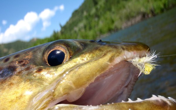 Animal Fish Fishes HD Wallpaper | Background Image