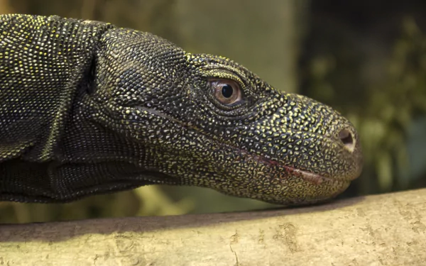 Animal crocodile monitor HD Desktop Wallpaper | Background Image