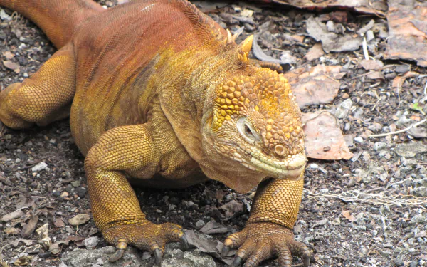  Orange-throated Flat Lizard