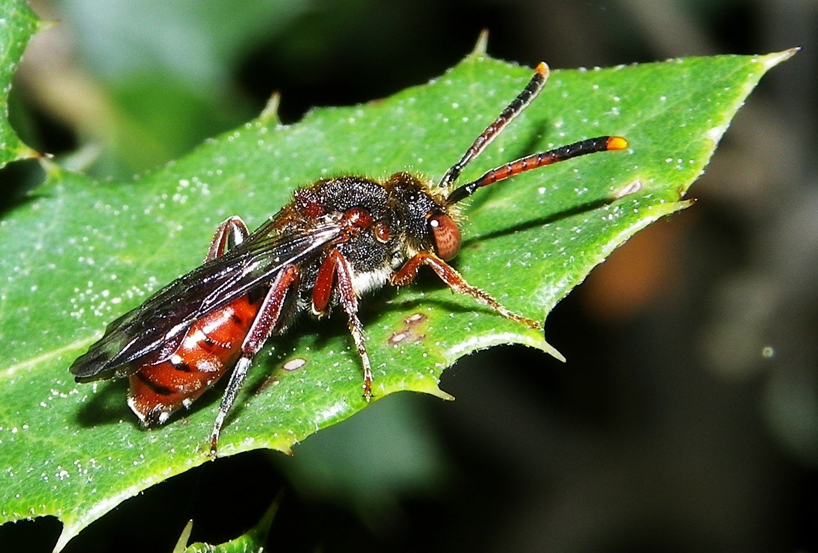 wasp Wallpaper and Background Image | 1609x1088 | ID:450857