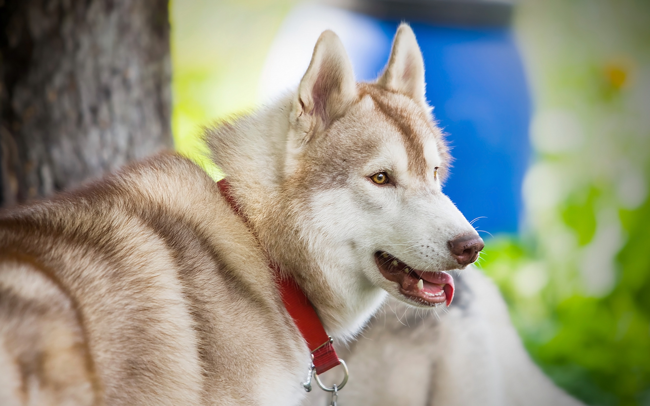 Download Animal Husky HD Wallpaper