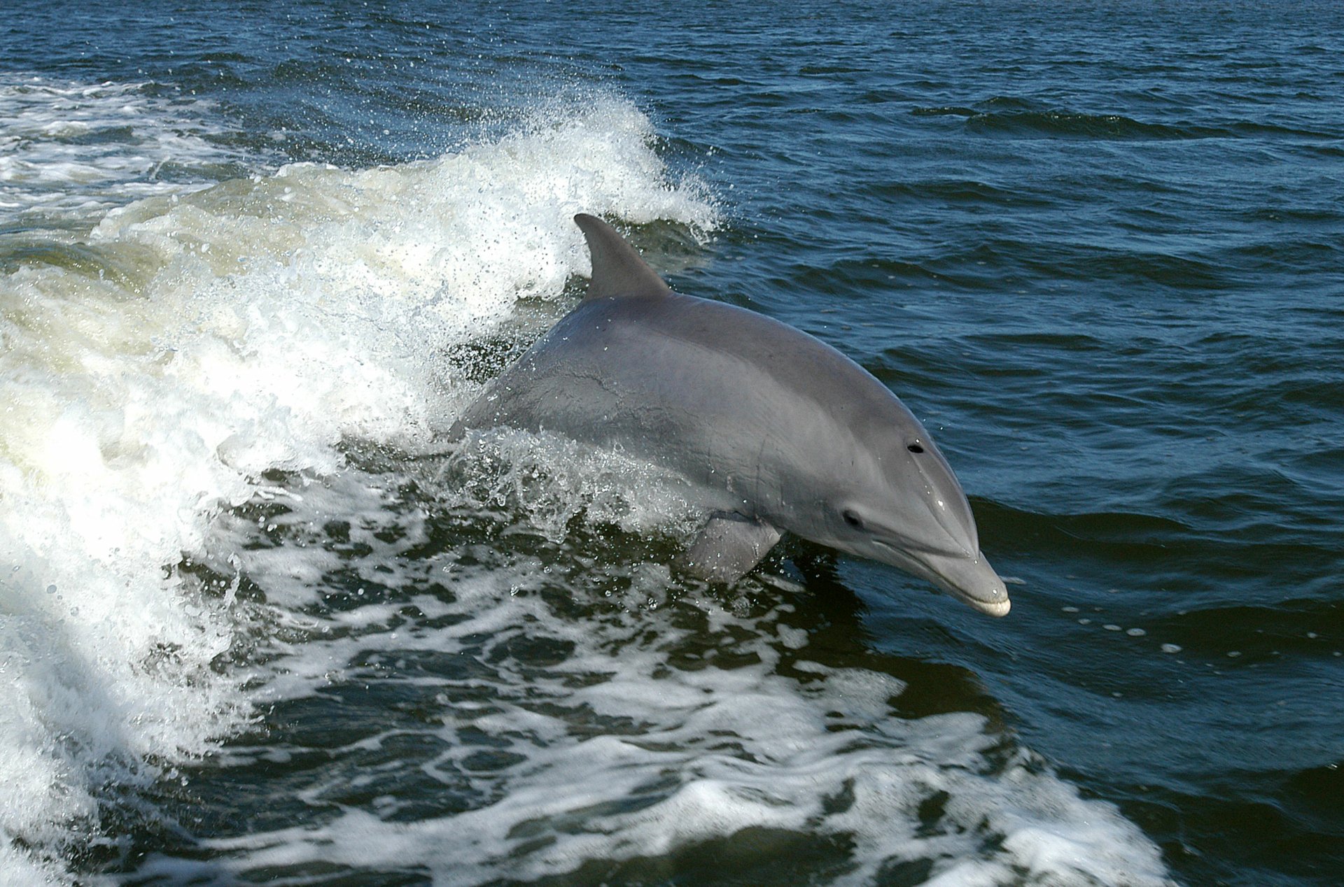 HD desktop wallpaper showing a dolphin leaping out of the water, creating white foamy waves against a deep blue ocean background.