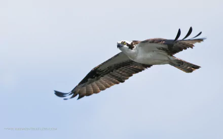 HD PC desktop wallpaper featuring an osprey bird in mid-flight against a clear sky.