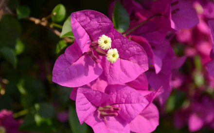Close-up HD desktop wallpaper of vibrant purple bougainvillea flowers with delicate white centers and green leaves in natural light.