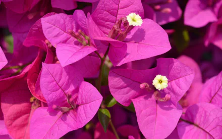 Close-up of vibrant purple bougainvillea flowers and green leaves, showcasing the beauty of nature. This HD image serves as a stunning desktop wallpaper or background.