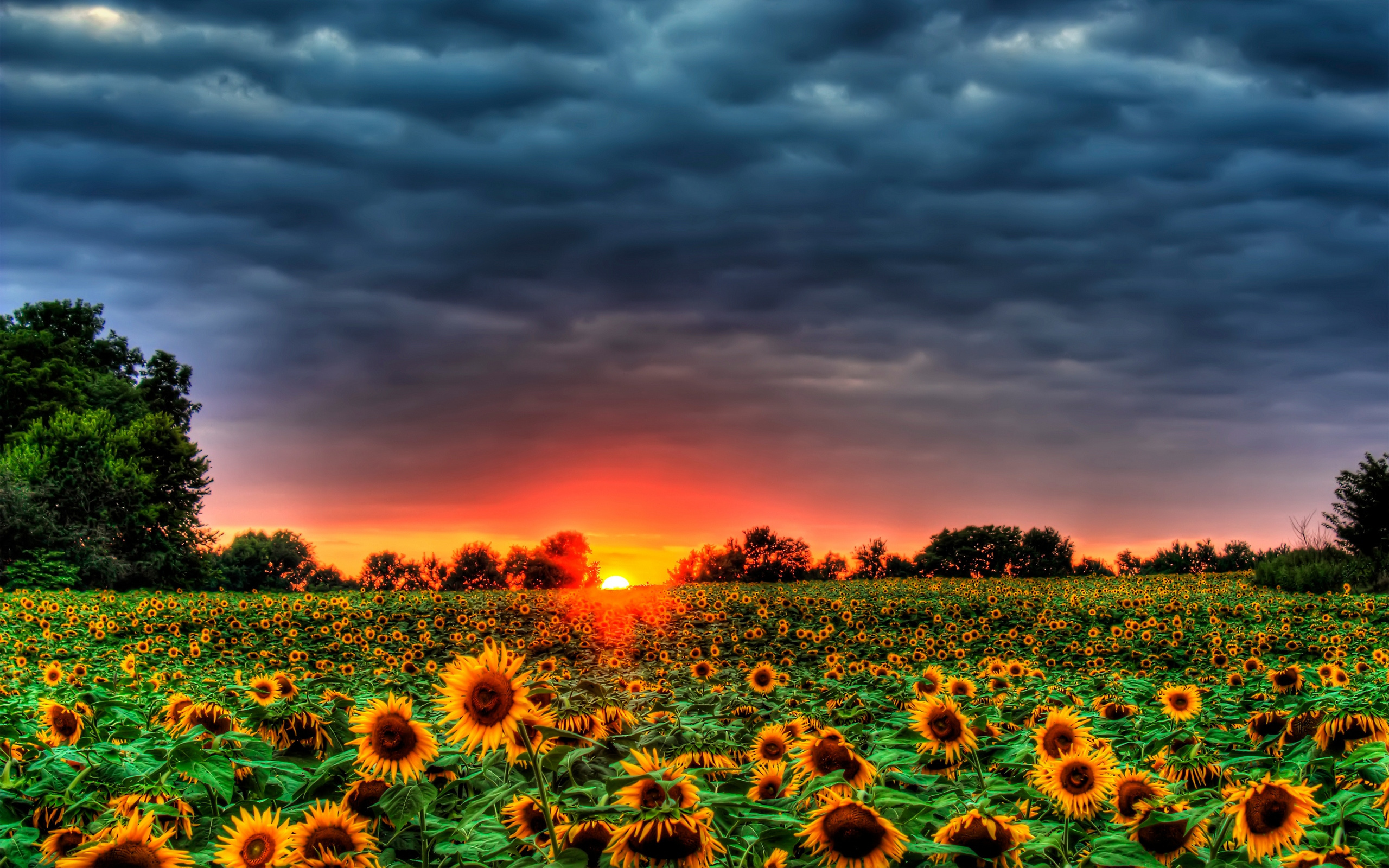 Sunflower Sunset Fields — 2K Quad HD Wallpaper, image size:2560x1600