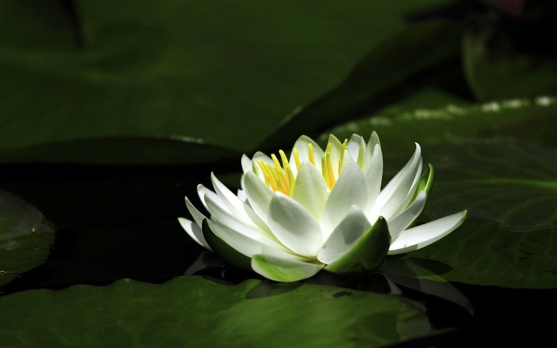 HD desktop wallpaper featuring a serene white lotus flower blooming amidst dark green lily pads in a natural water setting.