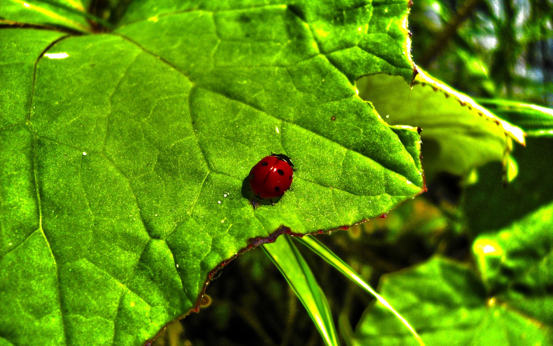 Download Animal Ladybug HD Wallpaper