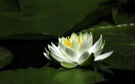 HD desktop wallpaper featuring a serene white lotus flower blooming amidst dark green lily pads in a natural water setting.