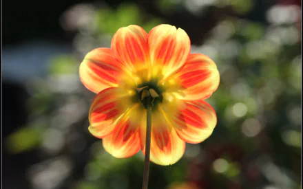 Close-up of a backlit orange-yellow Cosmos flower in nature, glowing petals against blurred bokeh — 2K Quad HD PC desktop wallpaper/background.