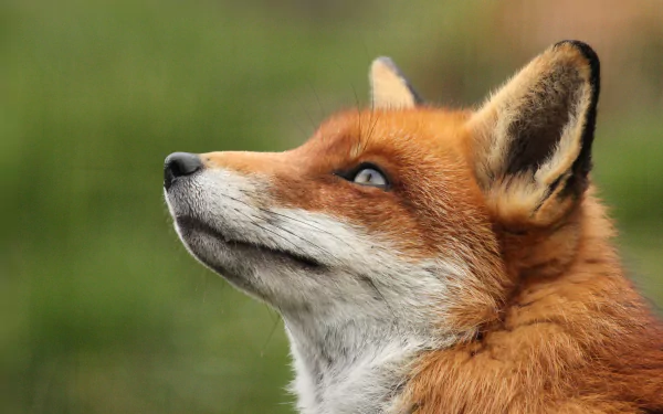 Close-up of a fox gazing upward with a green blurred background. HD desktop wallpaper.
