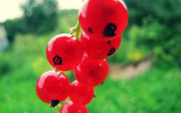 food currants HD Desktop Wallpaper | Background Image