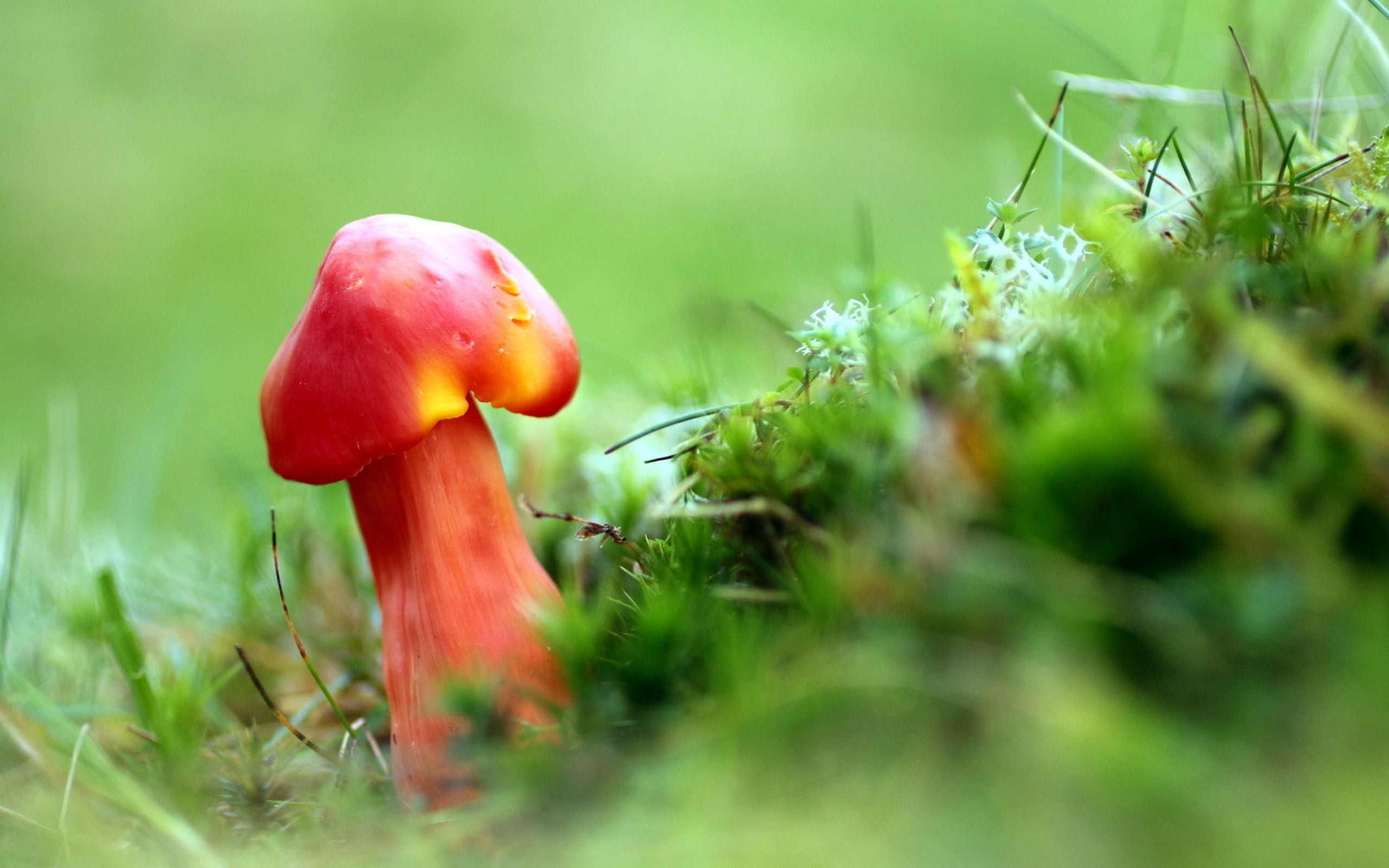 Mushroom HD Wallpaper