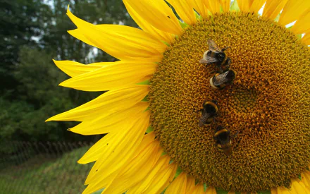  Insects Apidae