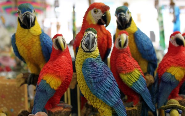 Animal Macaw Birds Parrots Bird Toy Blue-And-Yellow Macaw Scarlet Macaw Parrot HD Wallpaper | Background Image