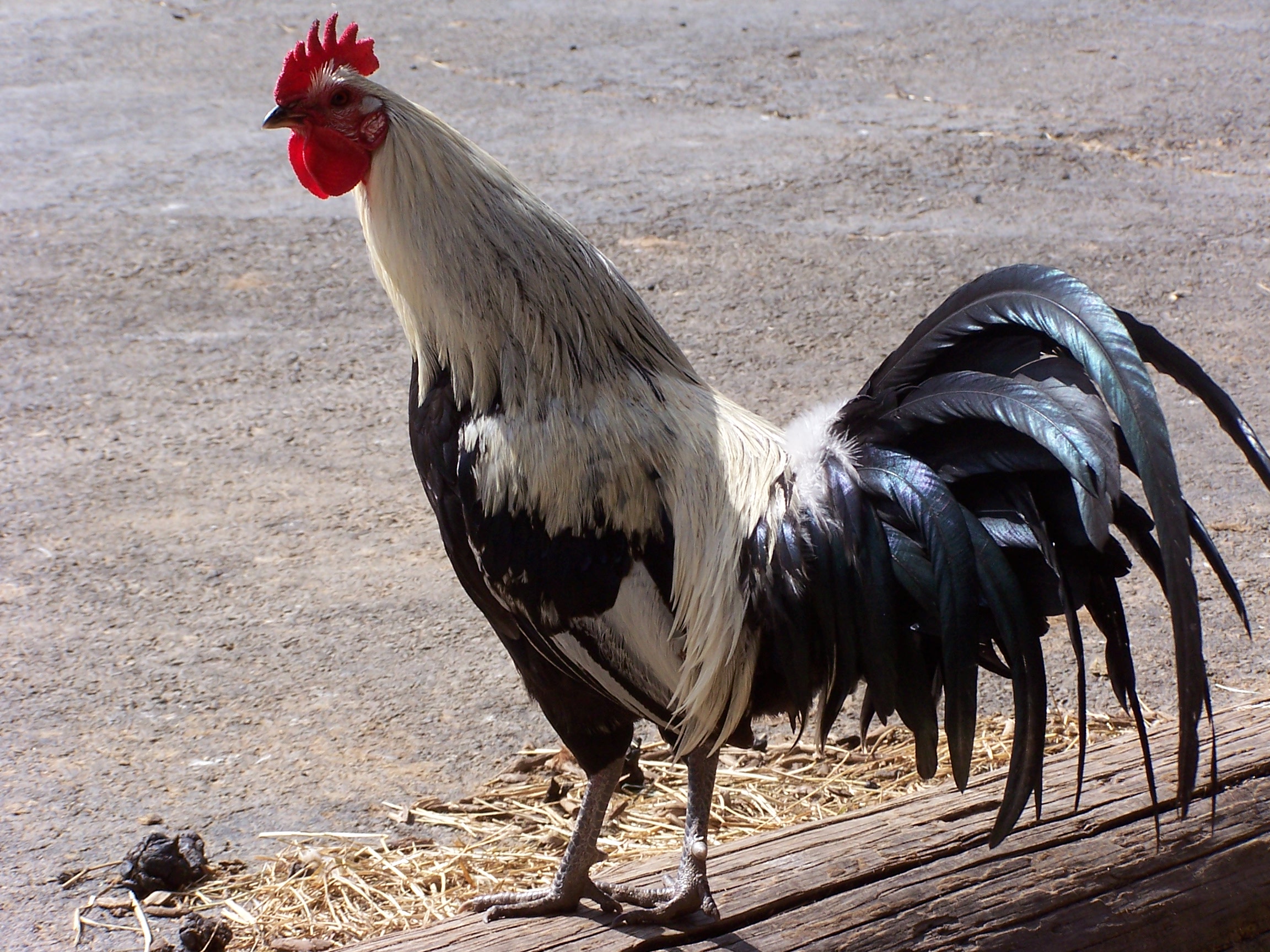 Animal Rooster HD Wallpaper