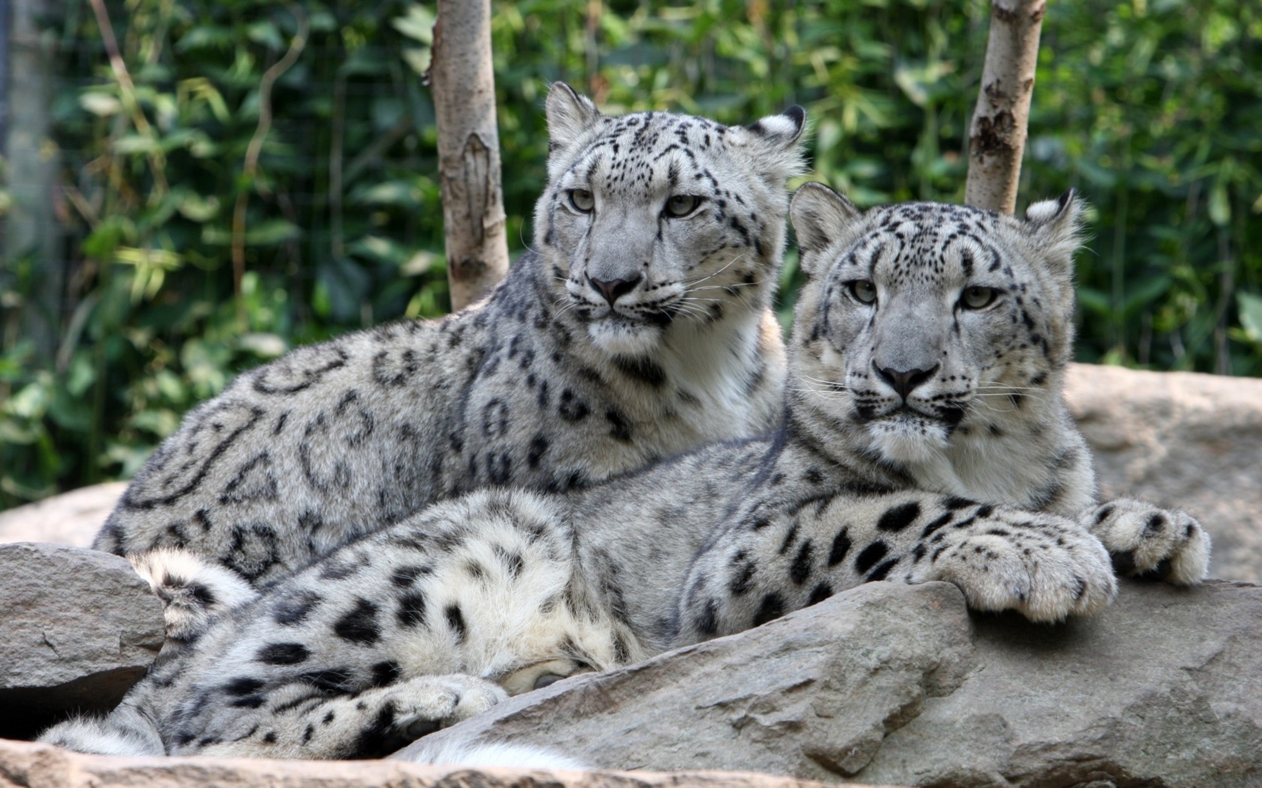 snow leopard good wallpapers hd