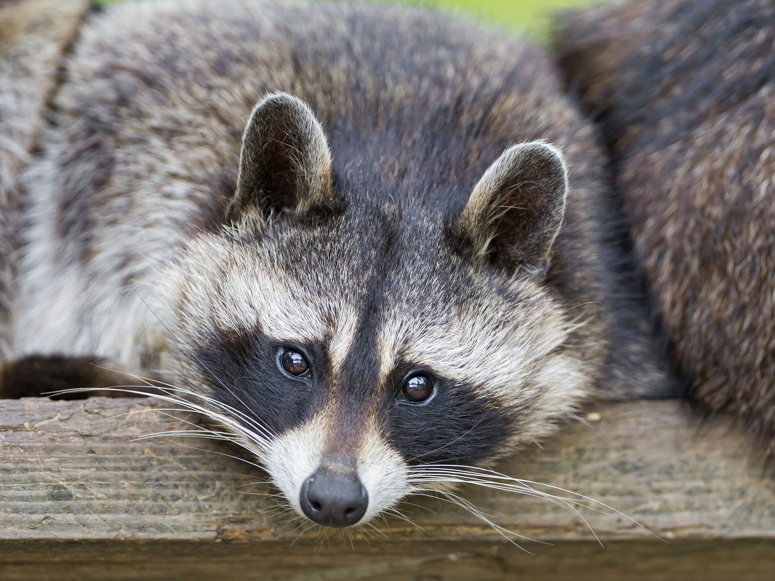 Animal Raccoon HD Wallpaper