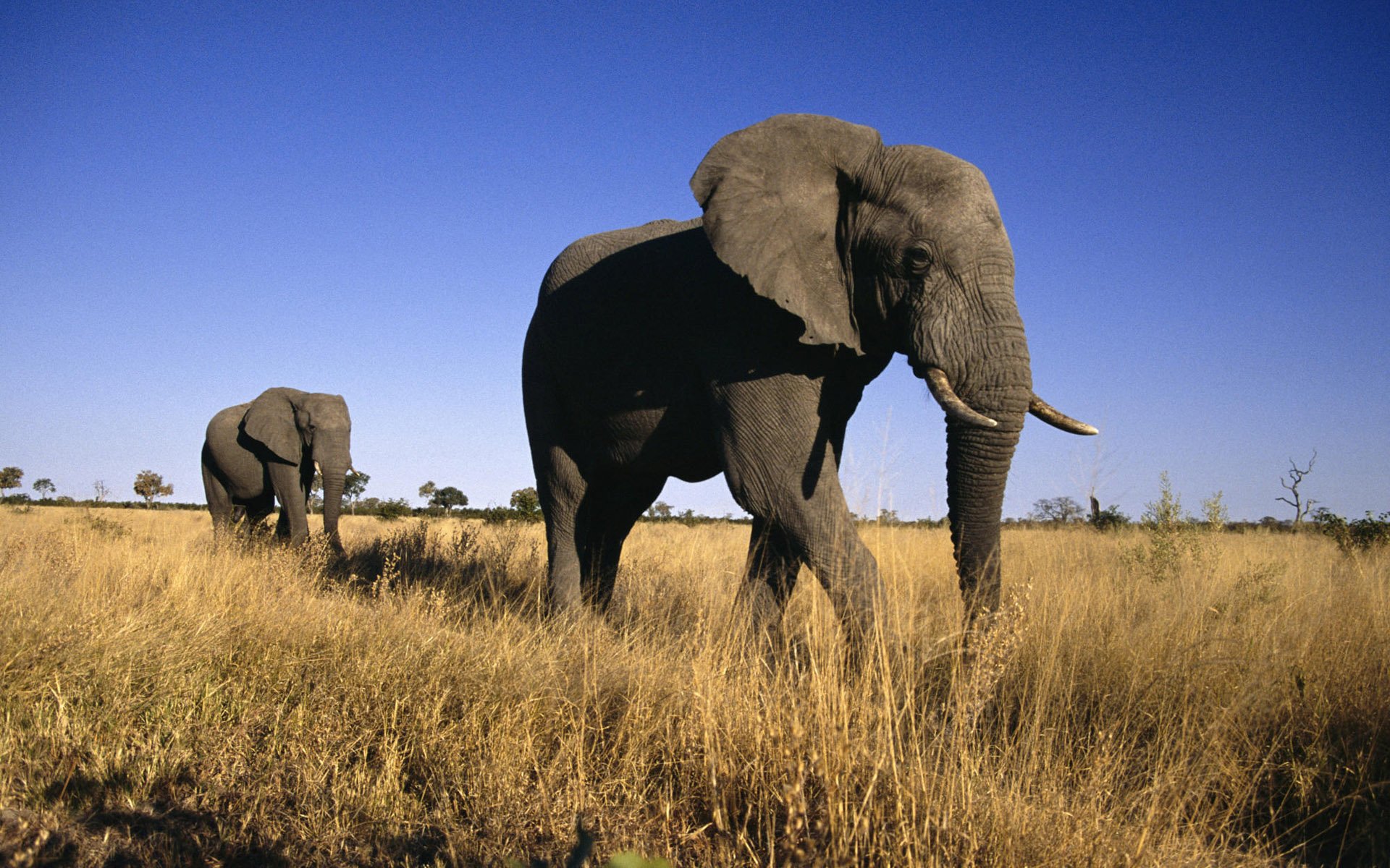 HD PC desktop wallpaper and background: African bush elephants walking through golden grass beneath a clear blue sky.